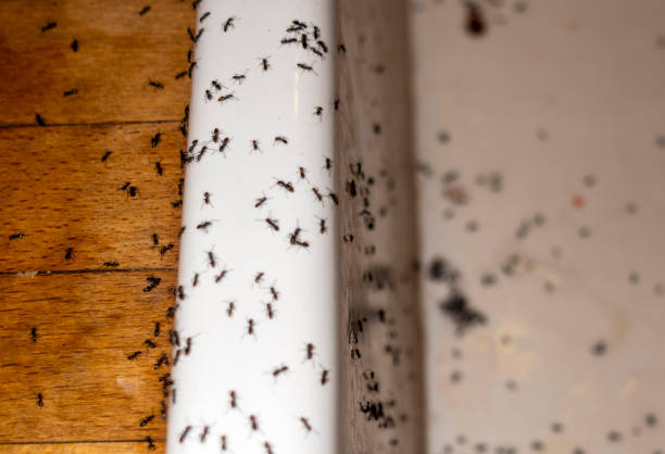 Professional Pest Control in Penndel, PA